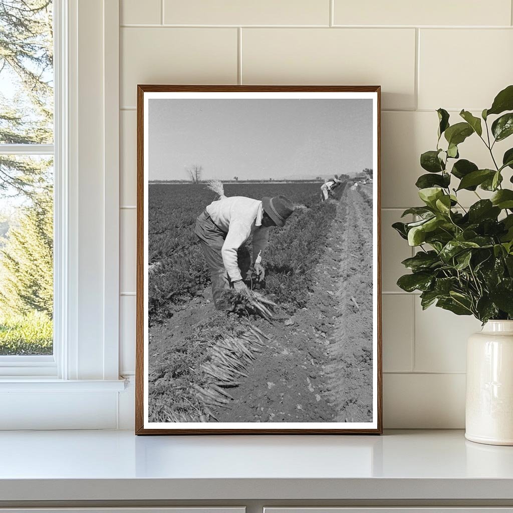 Agricultural Workers Bunching Carrots Yuma County 1942