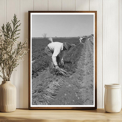 Agricultural Workers Bunching Carrots Yuma County 1942