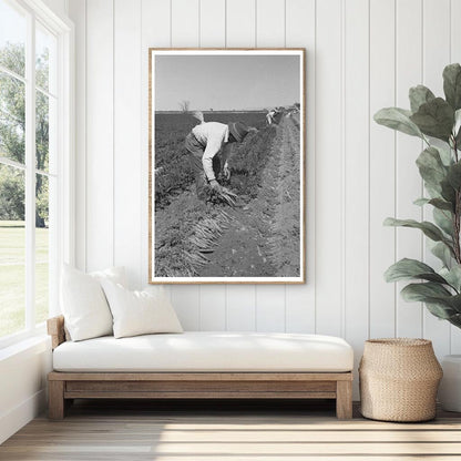 Agricultural Workers Bunching Carrots Yuma County 1942