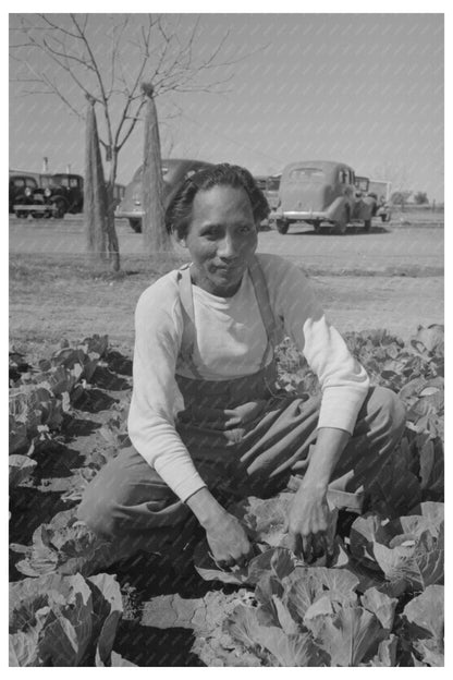 Agricultural Worker in Yuma County Cabbage Fields 1942