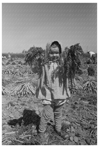 Vintage 1942 Photo of Carrot Harvesting in California