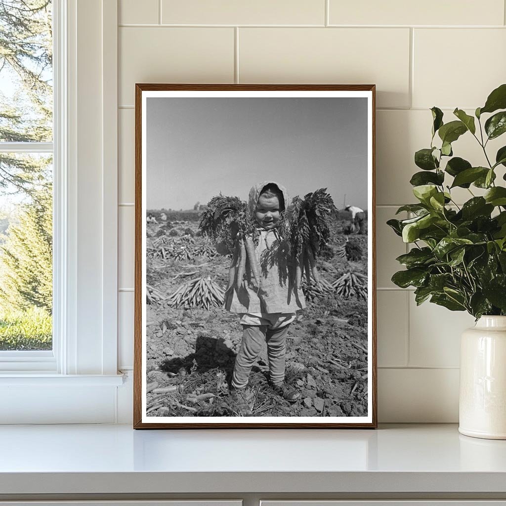 Vintage 1942 Photo of Carrot Harvesting in California