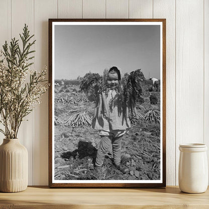 Vintage 1942 Photo of Carrot Harvesting in California