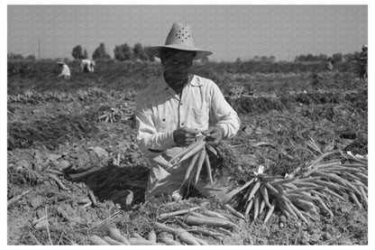 Workers Bunching Carrots in California 1942