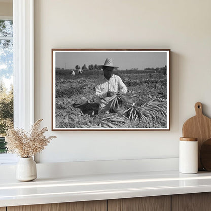 Workers Bunching Carrots in California 1942