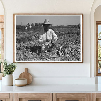 Workers Bunching Carrots in California 1942