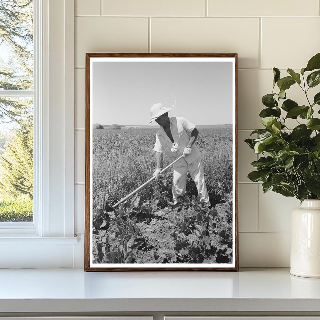 Japanese-American Laborer in Sugar Beet Field 1942