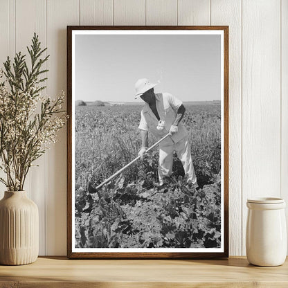 Japanese-American Laborer in Sugar Beet Field 1942