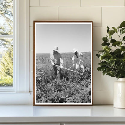 Japanese-Americans Working in Sugar Beet Fields 1942