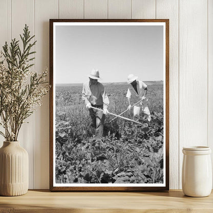 Japanese-Americans Working in Sugar Beet Fields 1942