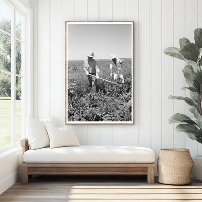 Japanese-Americans Working in Sugar Beet Fields 1942