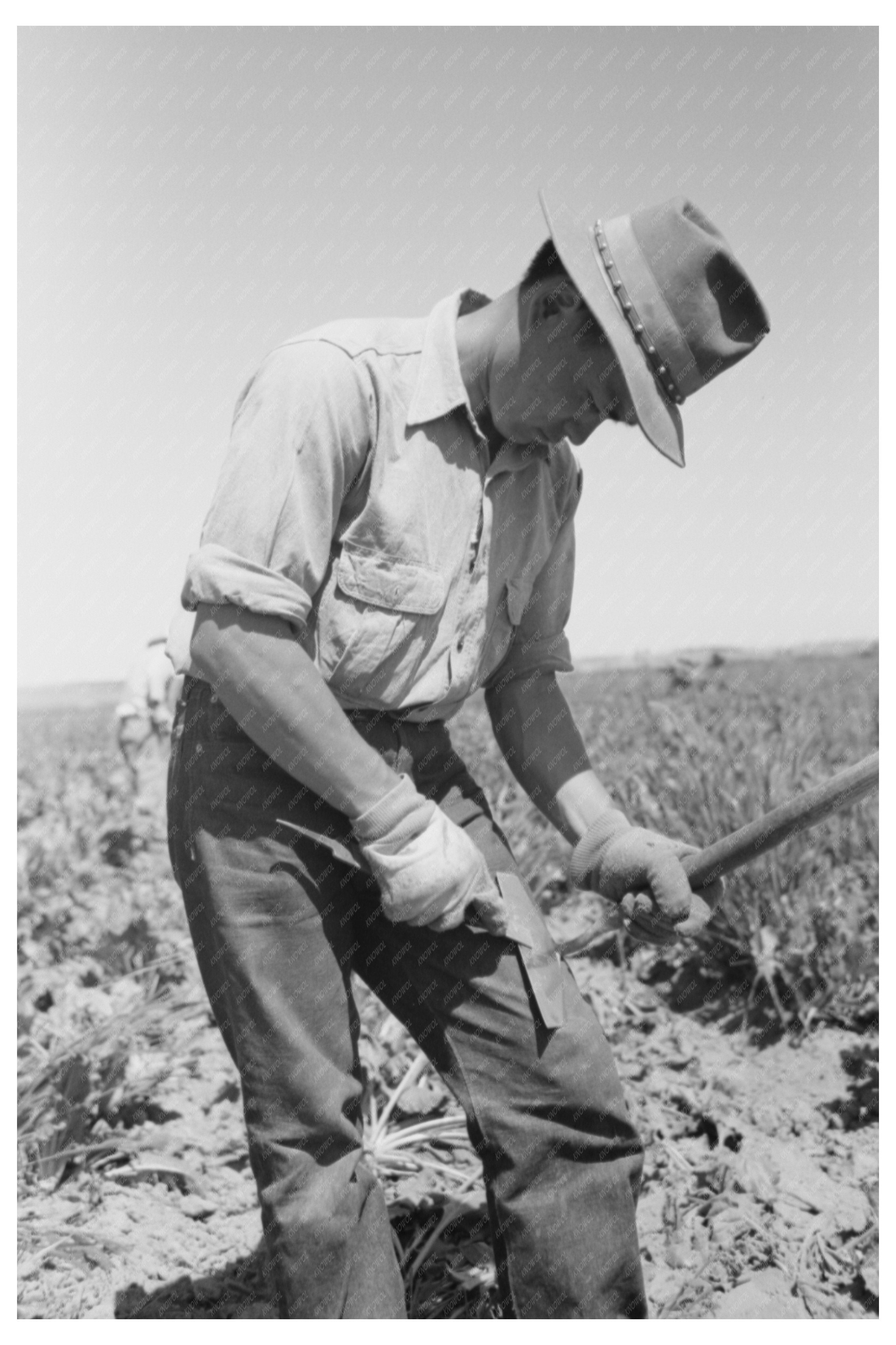 Japanese-American Farm Worker July 1942 Nyssa Oregon