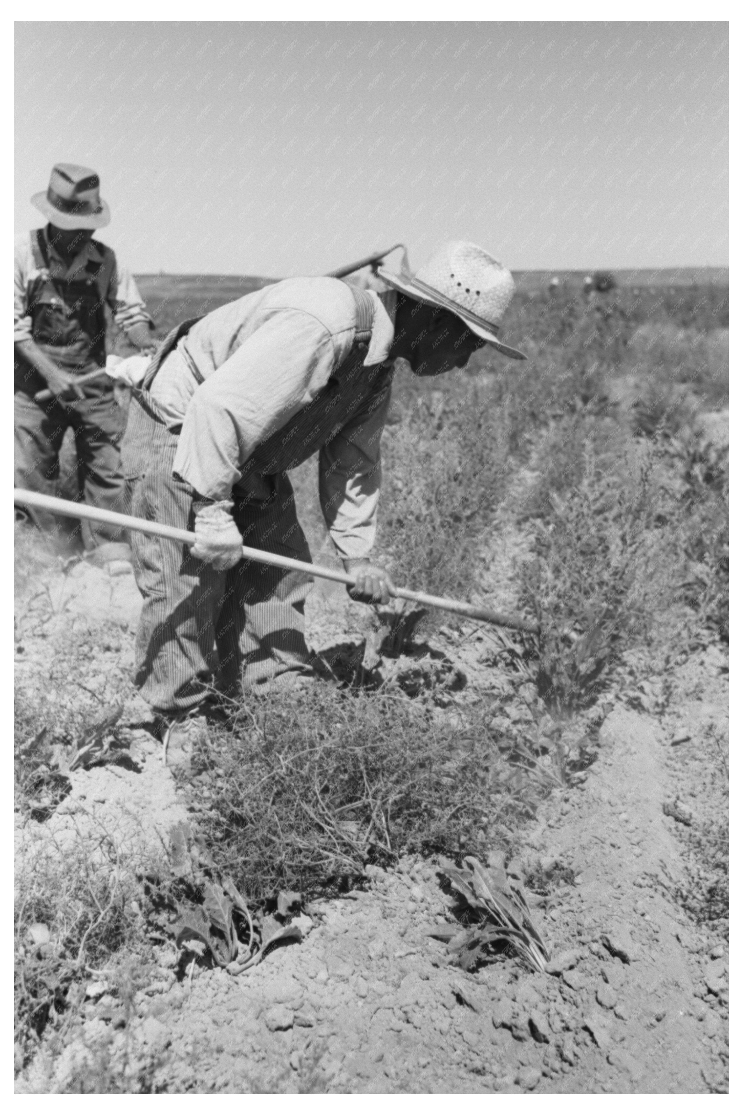 Japanese-Americans Farming Sugar Beets Nyssa Oregon 1942