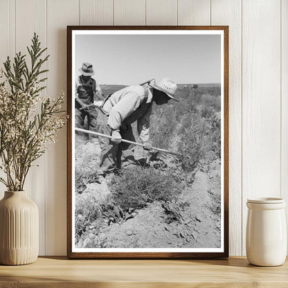 Japanese-Americans Farming Sugar Beets Nyssa Oregon 1942