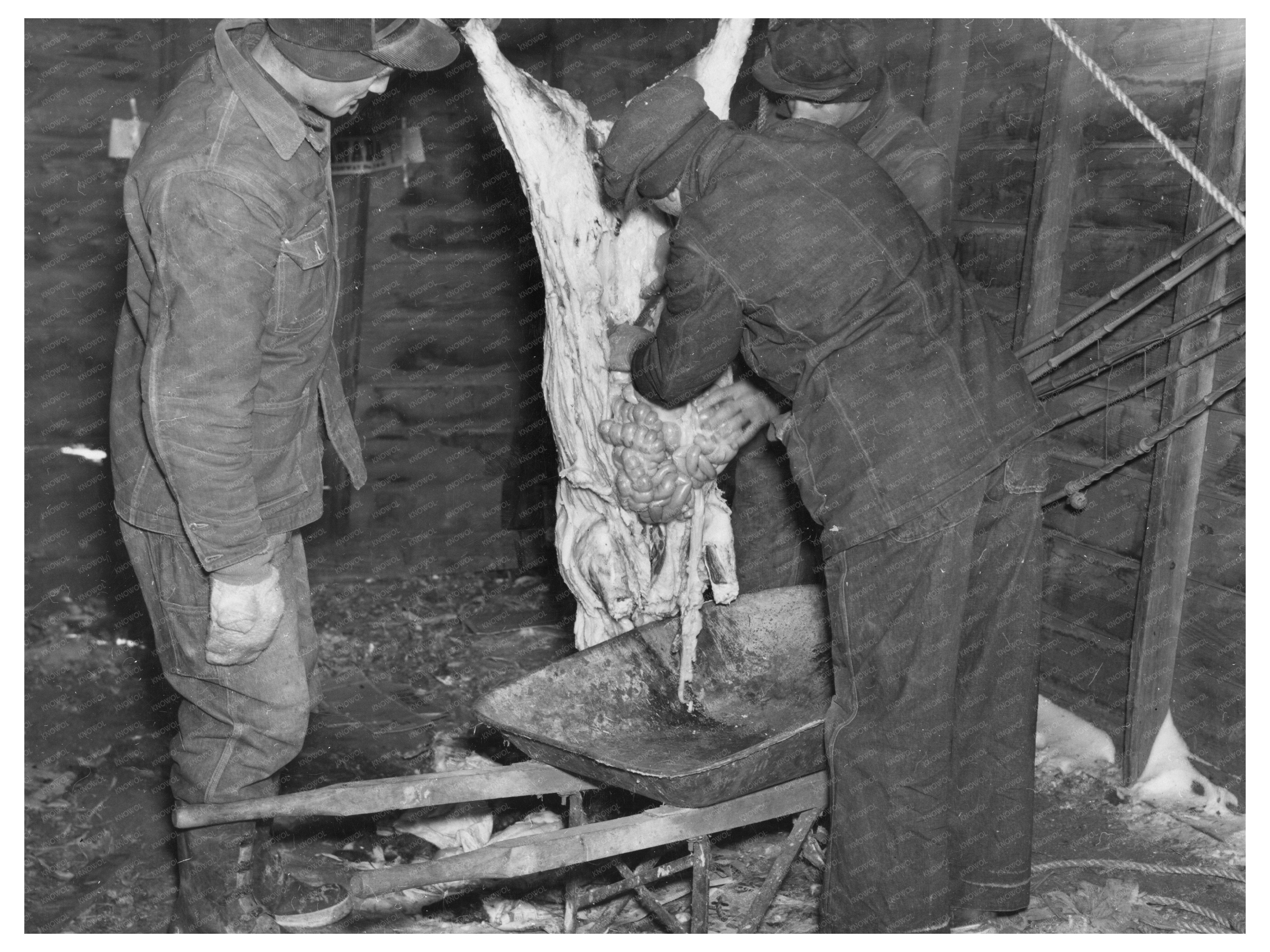 Iowa Hog Preparation Scene December 1936