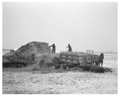 Straw Pitching at H. Madsen Farm Dickens Iowa 1936