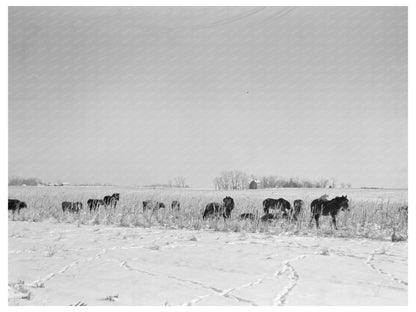 Horses and Cattle Foraging in Iowa Cornfields 1936