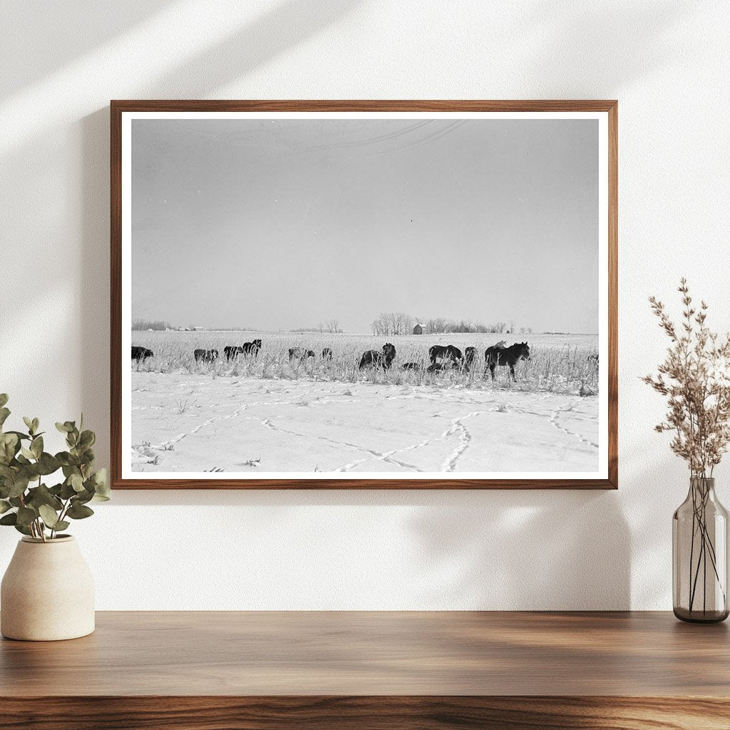 Horses and Cattle Foraging in Iowa Cornfields 1936