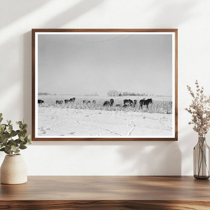 Horses and Cattle Foraging in Iowa Cornfields 1936