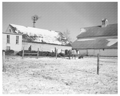 Harry Madsen Farm Hog Feeding Dickens Iowa 1936