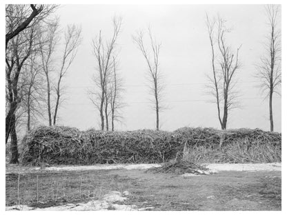 Fodder Storage in Emmet County Iowa December 1936