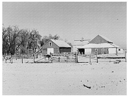 Dairy Farm in Mercer County Illinois January 1937