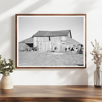 Barns and Cows on Frank Armstrongs Farm January 1937