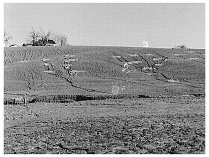 Grass Planting to Combat Soil Erosion Posey County 1937