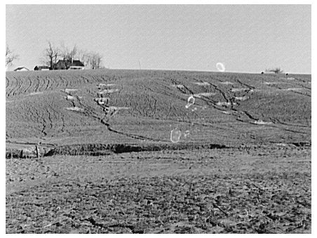 Grass Planting to Combat Soil Erosion Posey County 1937