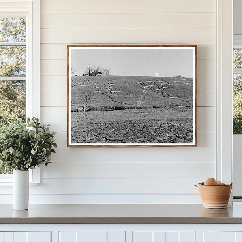 Grass Planting to Combat Soil Erosion Posey County 1937