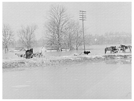 Flooded Farm Livestock Cache Illinois February 1937