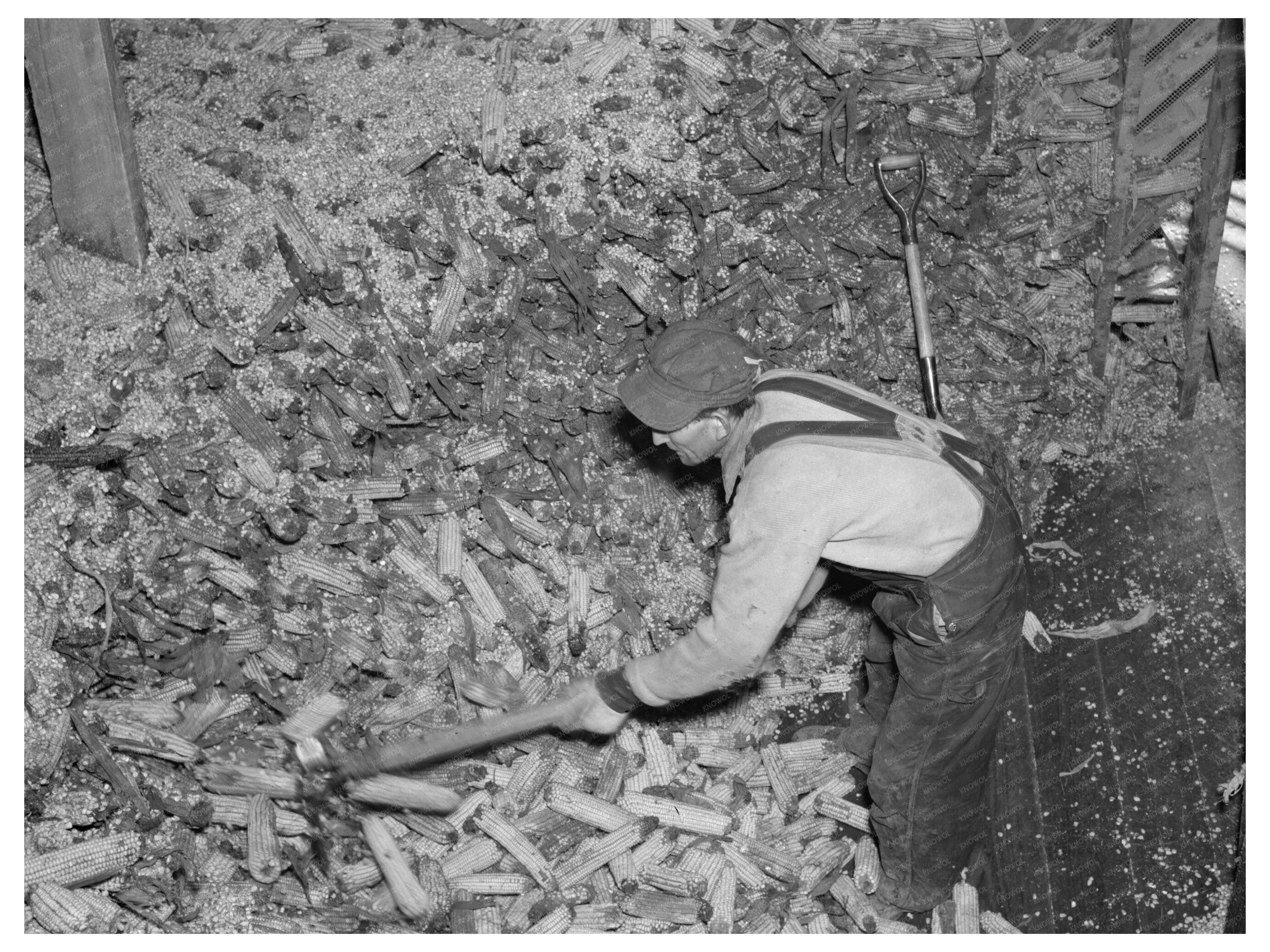Flooded Corn Removal at Hominy Mill Mount Vernon Indiana 1937