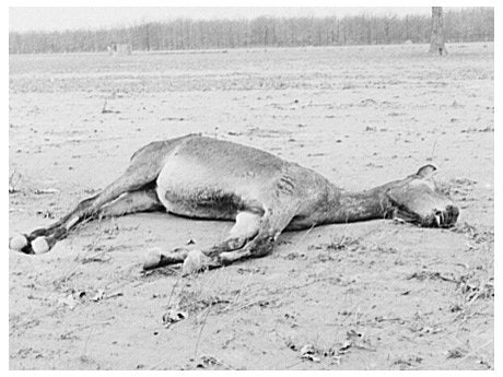 Drowned Mule in Flooded Posey County Indiana 1937