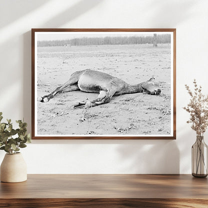 Drowned Mule in Flooded Posey County Indiana 1937