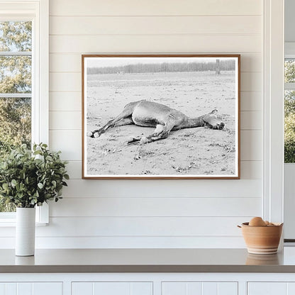 Drowned Mule in Flooded Posey County Indiana 1937