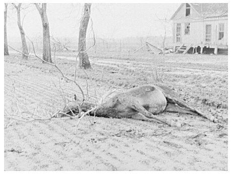 Drowned Mule in Tree from 1937 Posey County Flood