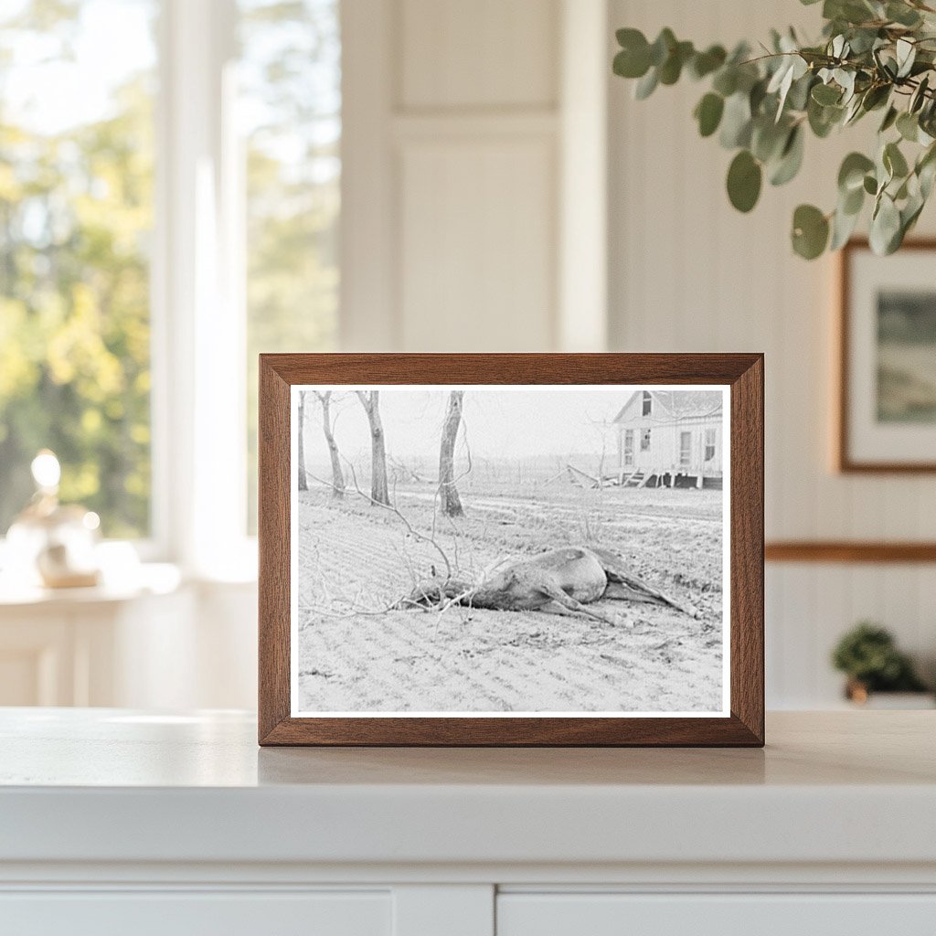 Drowned Mule in Tree from 1937 Posey County Flood