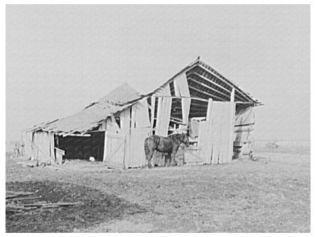 Vintage 1937 Barn and Horse on Indiana Farm