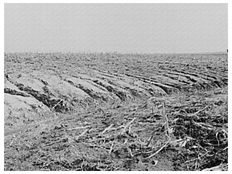 Soil Erosion in Cornfield Benton County Indiana 1937
