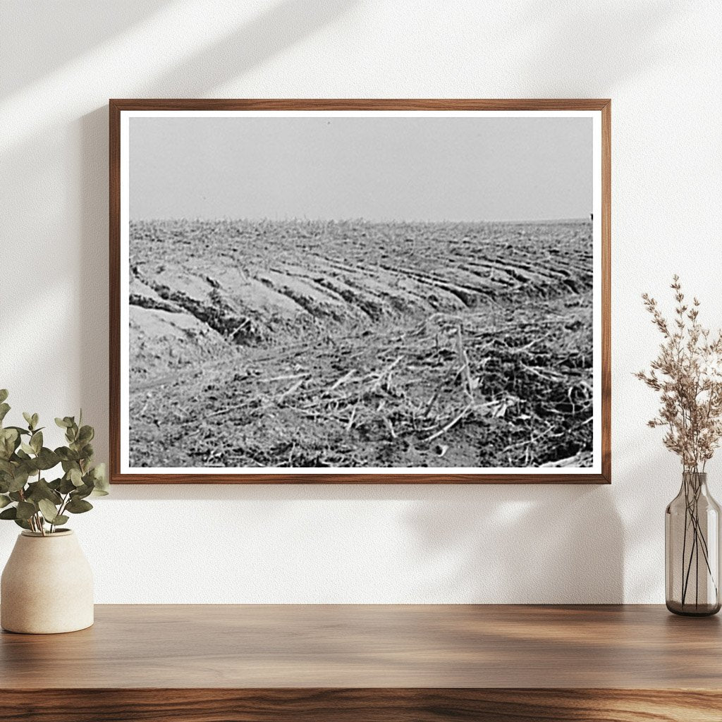 Soil Erosion in Cornfield Benton County Indiana 1937