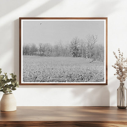 Cornfields Erosion in McLeansboro Illinois February 1937