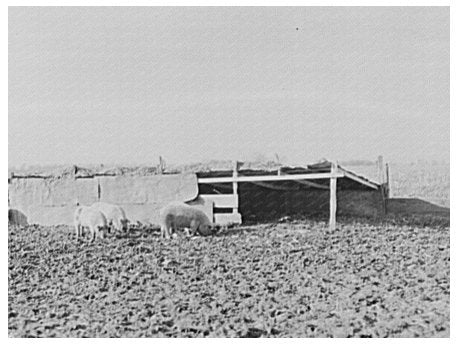 Hog House Built by August Feck Indiana March 1937