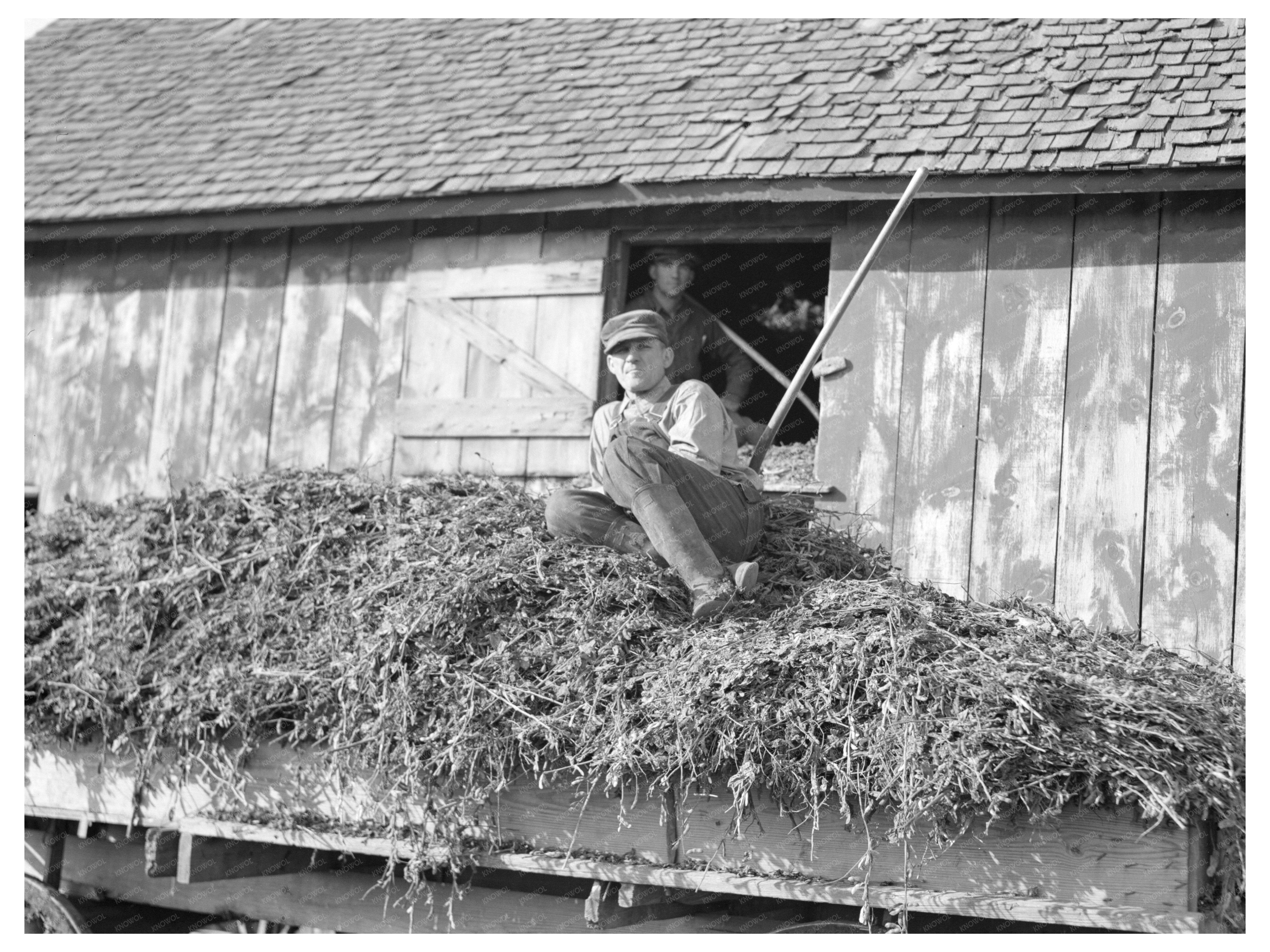 August Feck with Soybean Hay on Farm Indiana 1937