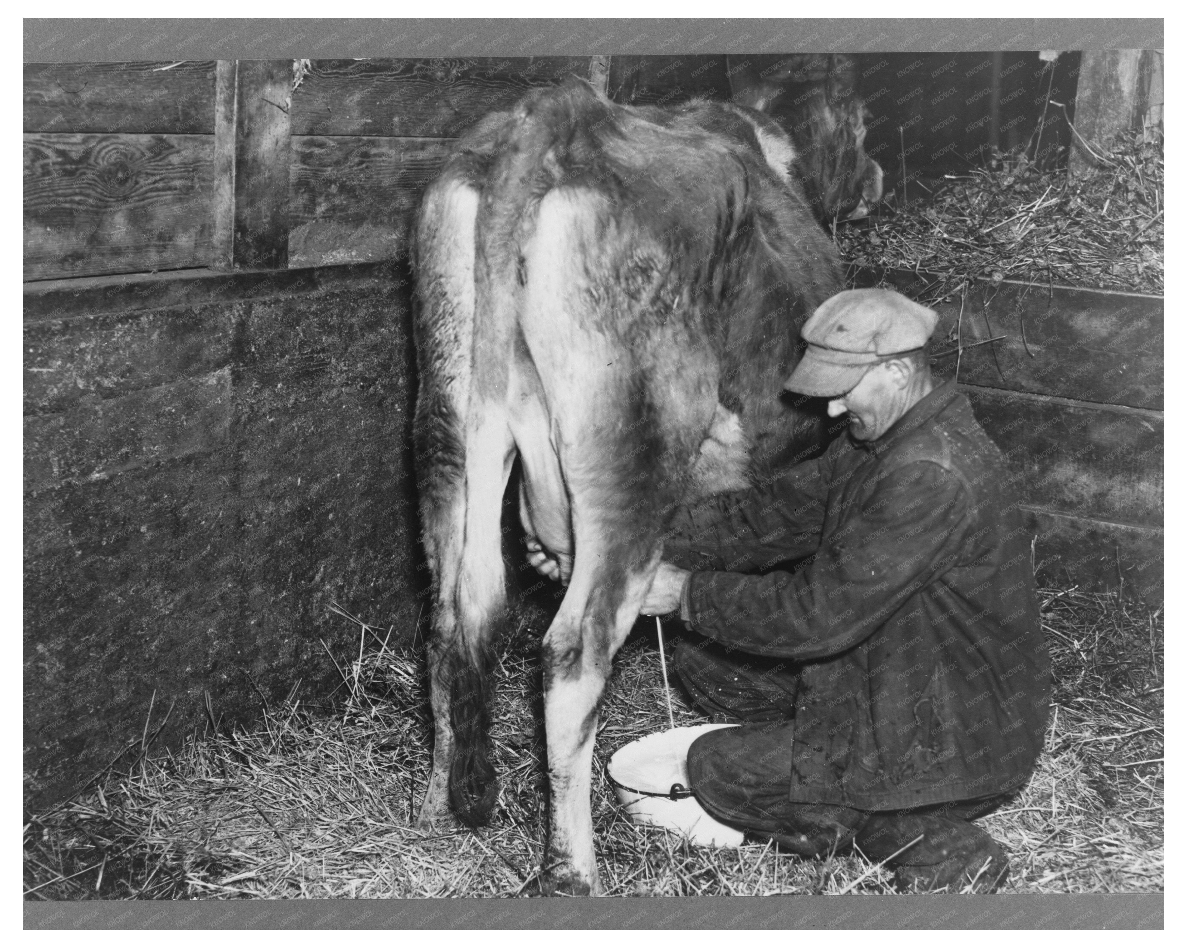 Tip Estes Milking Cow Benton County Indiana 1937