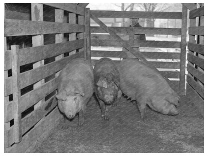 Sows Weighed at Aledo Stockyards March 1937