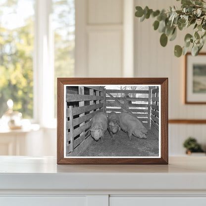 Sows Weighed at Aledo Stockyards March 1937