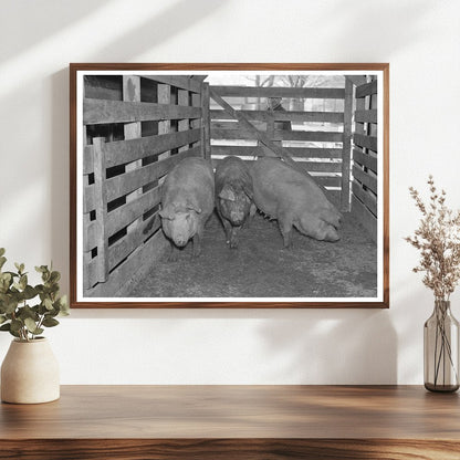 Sows Weighed at Aledo Stockyards March 1937