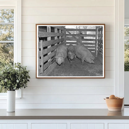 Sows Weighed at Aledo Stockyards March 1937