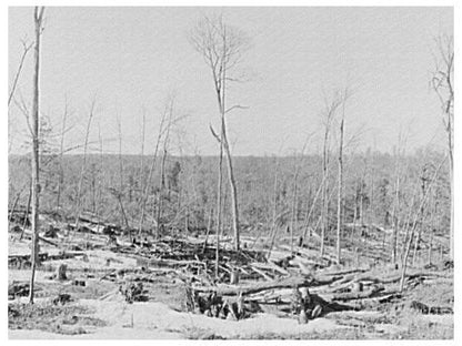 Wisconsin Cut-Over Land from Logging Activities 1937