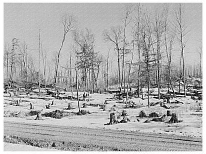 Logging Impact on Forest County Wisconsin 1937